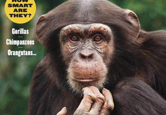 Apes: Their Remarkable World