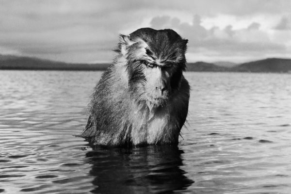 Behind the Picture: Hansel Mieth’s Wet, Unhappy Monkey