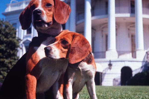 The First Beagles Whose Ears LBJ Just Had to Tug