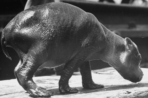 Before Moo Deng: Little Hippos in LIFE