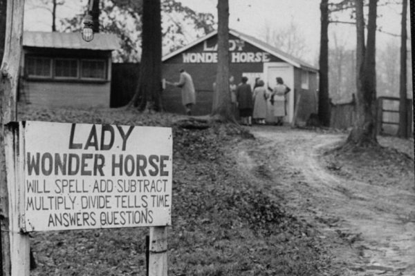 Meet Lady Wonder, the Psychic Horse Who Appeared Twice in LIFE